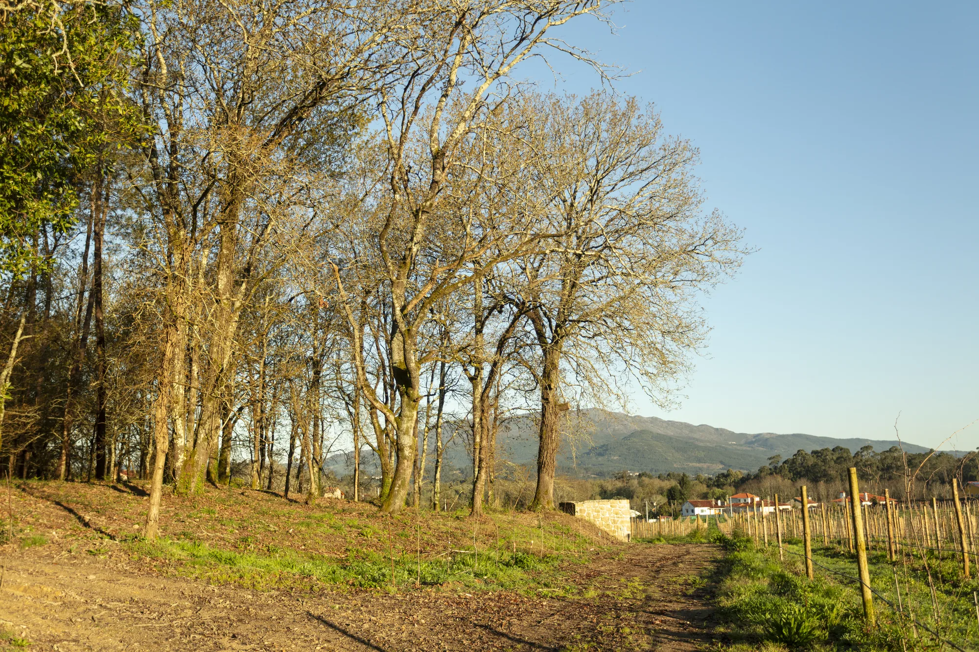 Adega da Casa de Nabais
